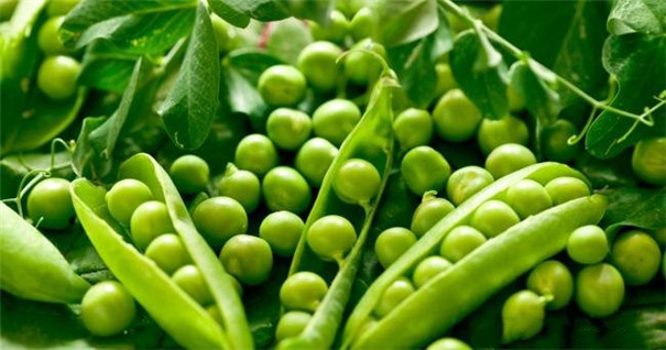 豌豆淀粉加工設備-原料 豌豆淀粉加工設備-原料