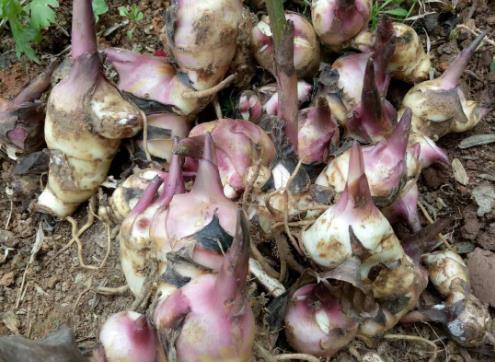 芭蕉芋淀粉 芭蕉芋淀粉