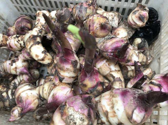 簡(jiǎn)易型芭蕉芋淀粉加工設(shè)備 簡(jiǎn)易型芭蕉芋淀粉加工設(shè)備